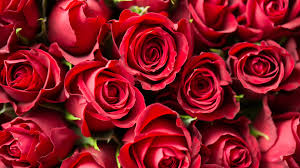 red roses wallpaper 4k red flowers