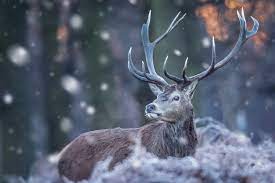 Deer, Wildlife, Winter, Snow Wallpaper ...