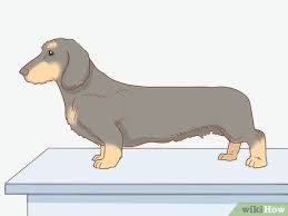 4 ways to groom a wirehaired dachshund