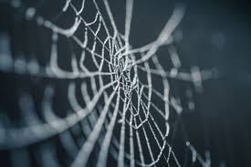 what do spiders mean in dreams exemplore