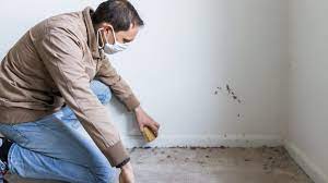 remove mold smell from a carpet