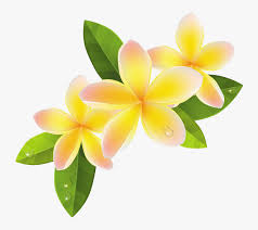 frangipani flowers png transpa png