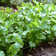 10 Vegetables And Fruits To Grow At