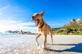 dog friendly beach in carmel ca