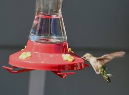 bay area seniors hummingbirds prevail