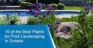 Best Plants For Pool Landscaping