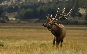elk desktop wallpapers top free elk