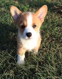 Our standards for pembroke welsh corgi breeders in north carolina were developed with leading veterinarians and animal welfare experts. Pin On Corgi