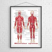 Details About Male Muscular System Chart Human Body Poster Picture Print Size A5 To A0 New