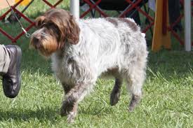 Wirehaired Pointing Griffon Breed Information Wirehaired