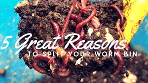 5 great reasons to split your worm bin