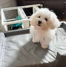 teacup maltese a tiny white pooch to love