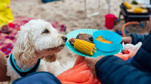 can dogs eat corn benefits risks and
