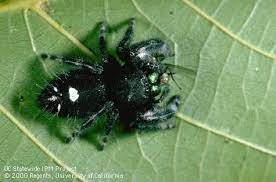 summer spider sightings pests in the