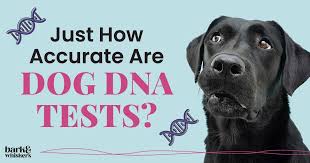 100 accurate dog dna tests can you