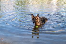 a purebred german shepherd dog training