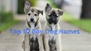 the top 20 dog names that are going to