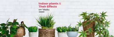 Indoor Plants Vastu And Their Benefits