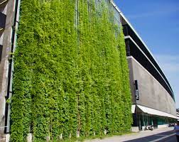 Green Walls Are Essentially A Living