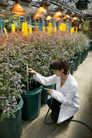 Hydroponic Cultivation Of Sage Plants