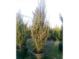 juniper juniperus juniper species