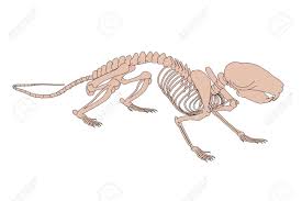 The first dinosaur bone is located just south of the 'l' in lemoyne, at the place where you scout for a new camp at the end of chapter 2. 2d Cartoon Illustration Of Rat Skeleton Stock Photo Picture And Royalty Free Image Image 66858279