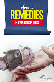home remes for worms in dogs foods