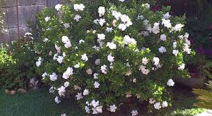 gardenia august beauty adorable white