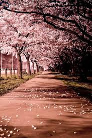 Blossom Photography Pinterest Nature Blossom Trees And Places