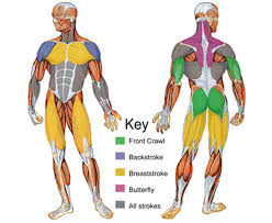 In this muscles for kids video you will get a fun introduction that teaches young kids all about the muscular system and highlights the various muscles of. What Muscle Groups Does Swimming Develop And Its Benefits Activesg