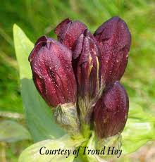 Gentiana purpurea – Botanically Inclined – Seed Adventures