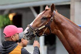 Which 2022 Kentucky Derby horse has the ...