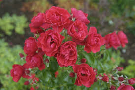 rose flower carpet scarlet