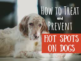 hot spots but no vet treat your dog at