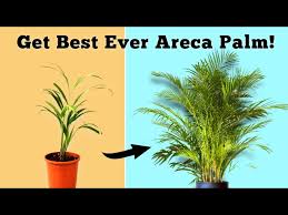 Use This To Grow Best Ever Areca Palm