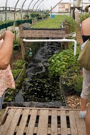 aquaponics for urban dwellers