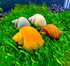live freshwater snail plants