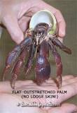 is-it-ok-to-touch-hermit-crabs