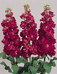 Stock flower on wn network delivers the latest videos and editable pages for news & events, including entertainment, music, sports, science and more, sign up and share your playlists. Amazon Com 100 Dwarf Stock Flowers Seed Scented Matthiola Incana Ten Week Crimson Garden Outdoor
