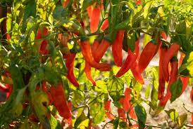 chile pepper statistics new mexico