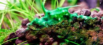 blue green algae bga how to get rid