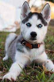 siberian husky puppy with blue