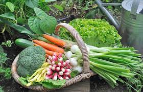 How To Start Your Own Vegetable Patch