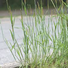 Alopecurus aequalis (short-awned meadow-foxtail): Go Botany