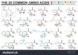 20 Amino Acids Chart Bedowntowndaytona Com