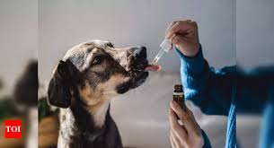 giving crocin to your pet know how