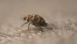 what are carpet beetles and what do