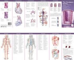 Anatomical Chart Companys Illustrated Pocket Anatomy The
