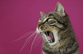 can cats get strep throat symptoms