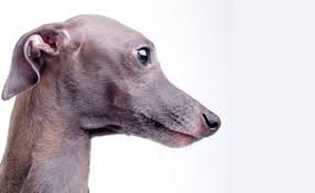 These small stature dogs are particularly loved by families as they tend to have longer life spans that other larger dogs and live on average between 12 and 15 years. Italian Greyhound Tiny And Fast Caninejournal Com